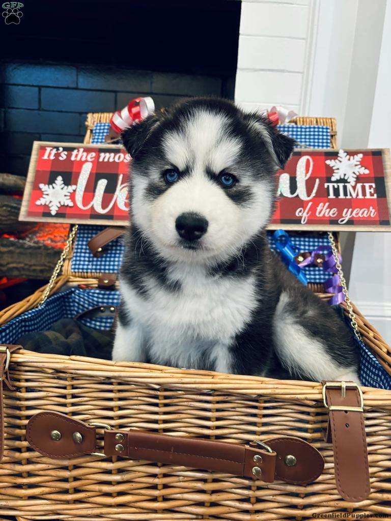 Spencer Siberian Husky Puppy For Sale in Maryland